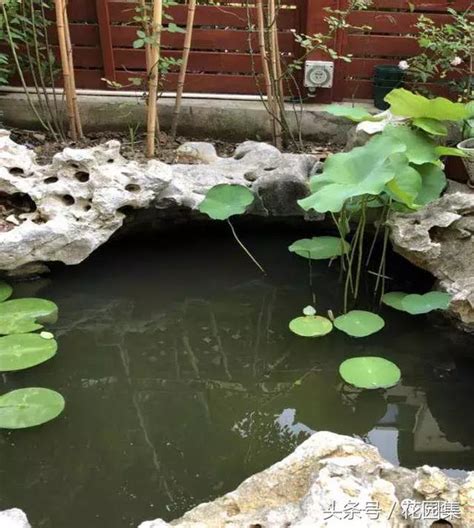 魚池植物